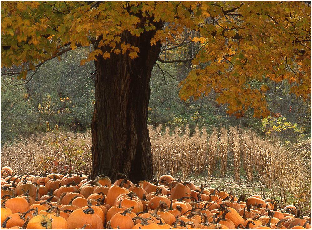 Pumpkin Harvest, Northfield Falls 